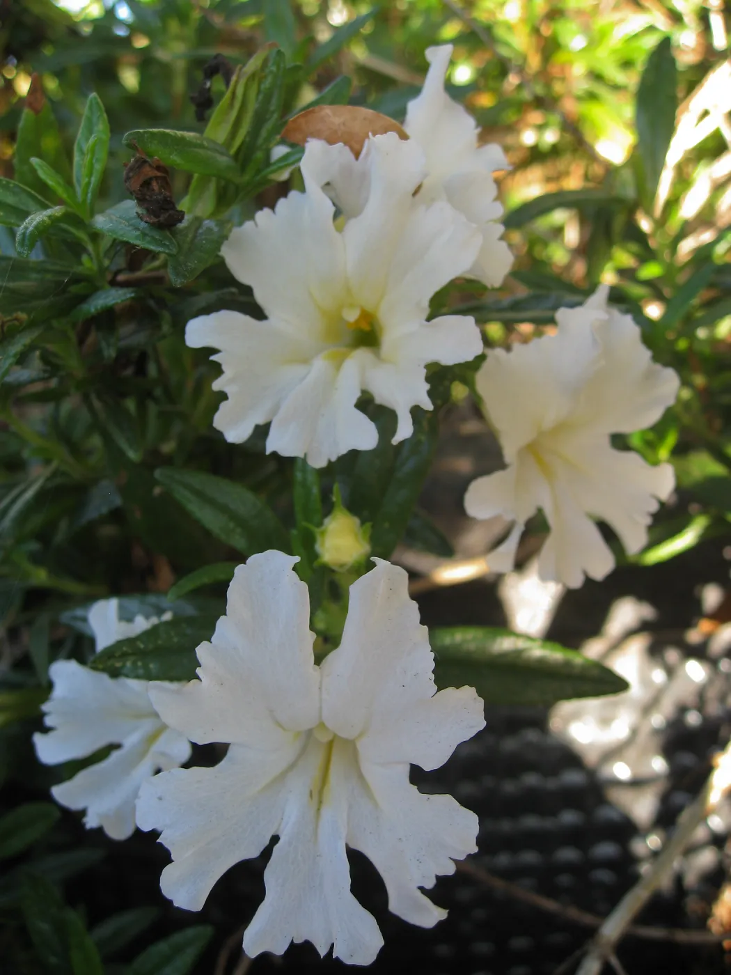 Mimulus Jelly Bean White