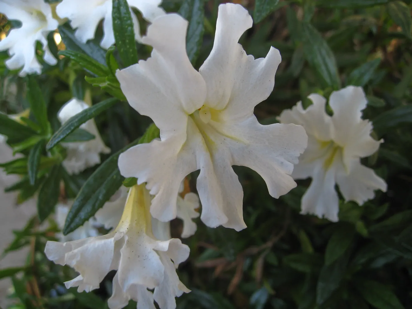 Mimulus Jelly Bean White
