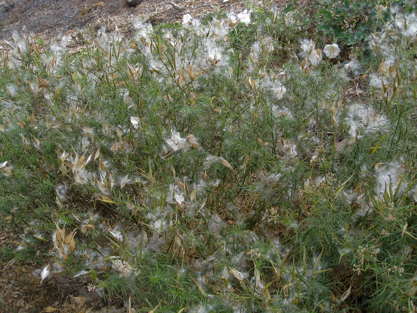 Asclepias fascicularis at SBBG