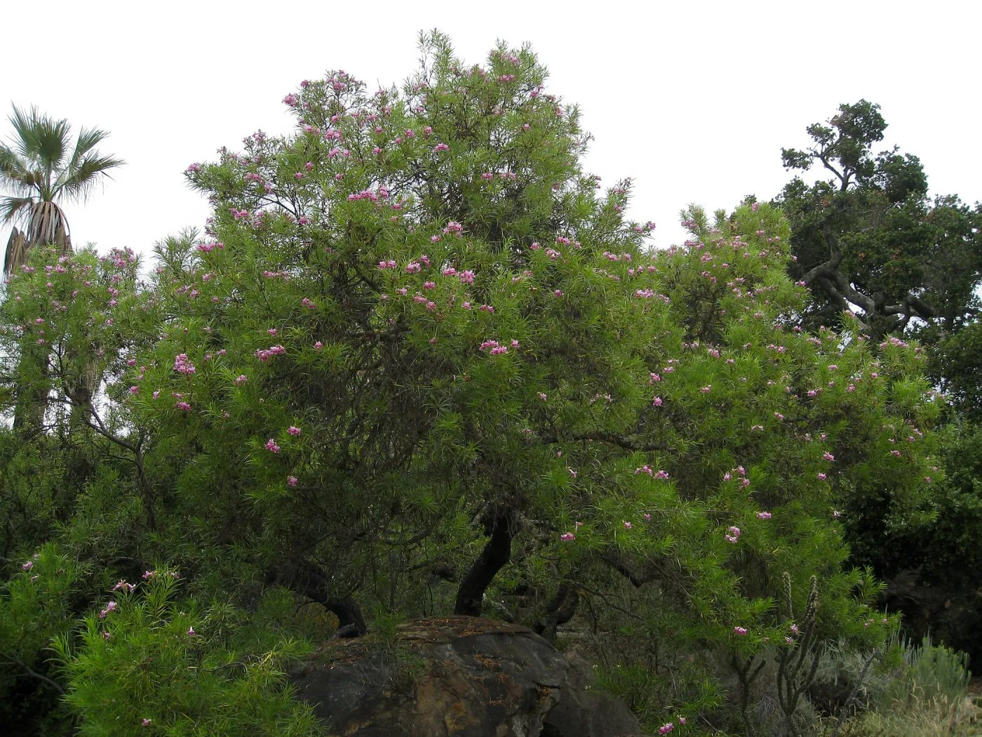 Chilopsis linearis, Desert Section, SBBG
