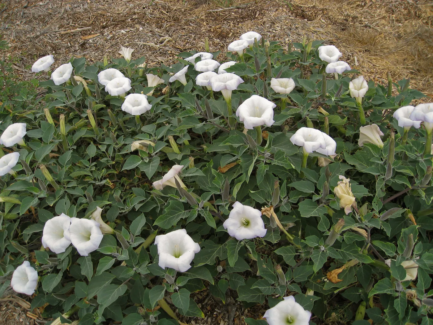 Datura wrightii, jimson weed, at SBBG
