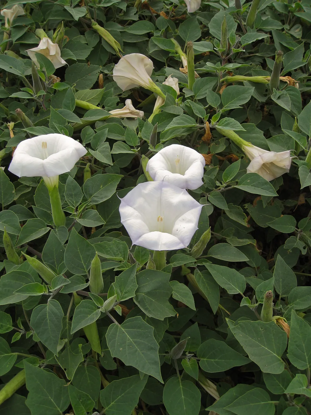 Datura wrightii, jimson weed, at SBBG