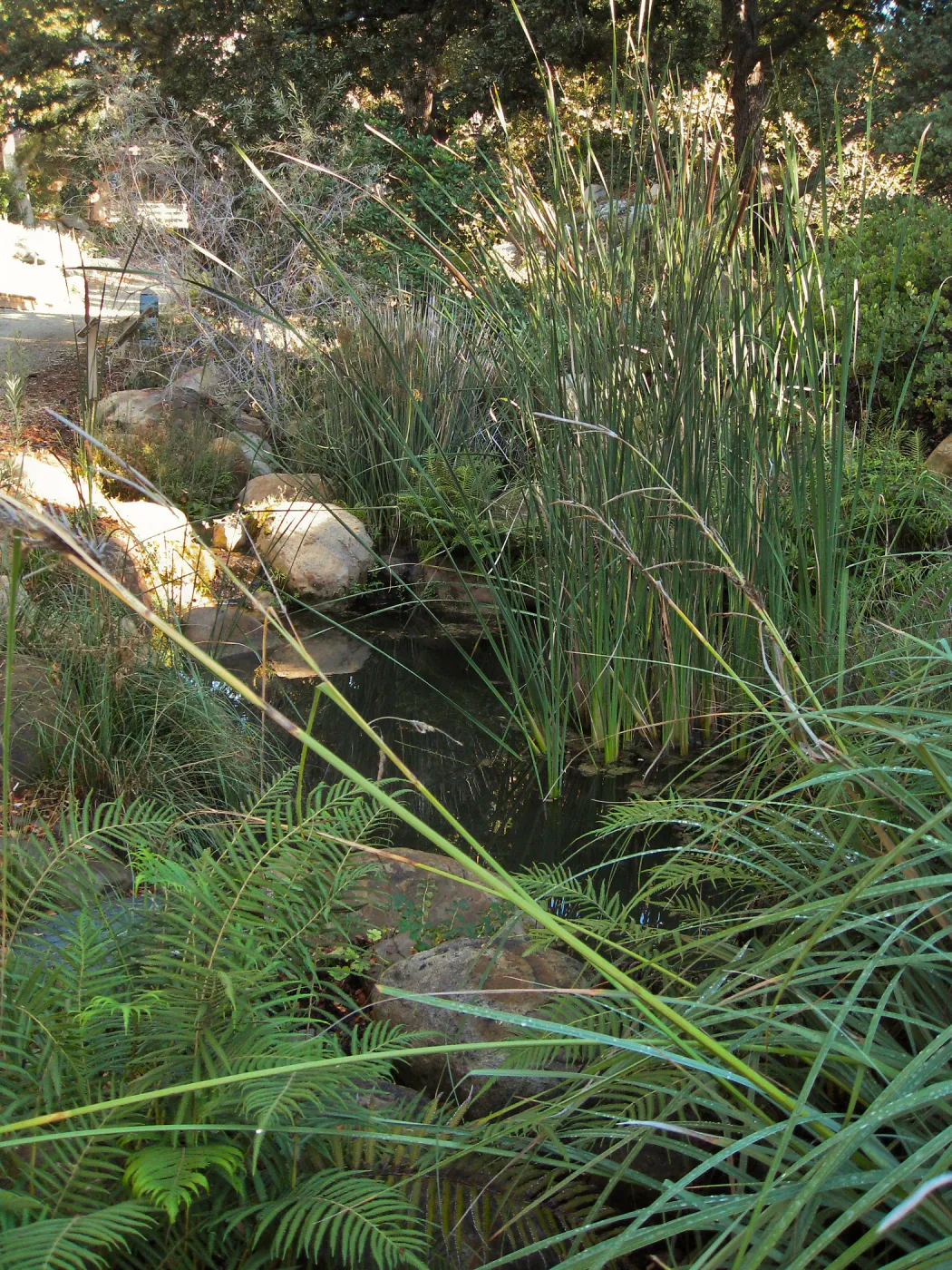 Pond in the Discovery garden, SBBG