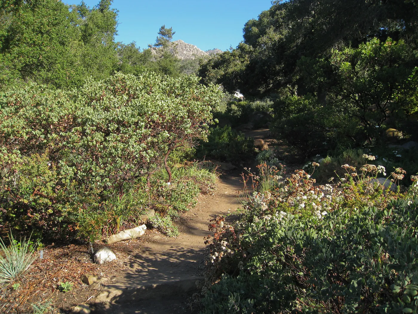 Manzanita section, SBBG