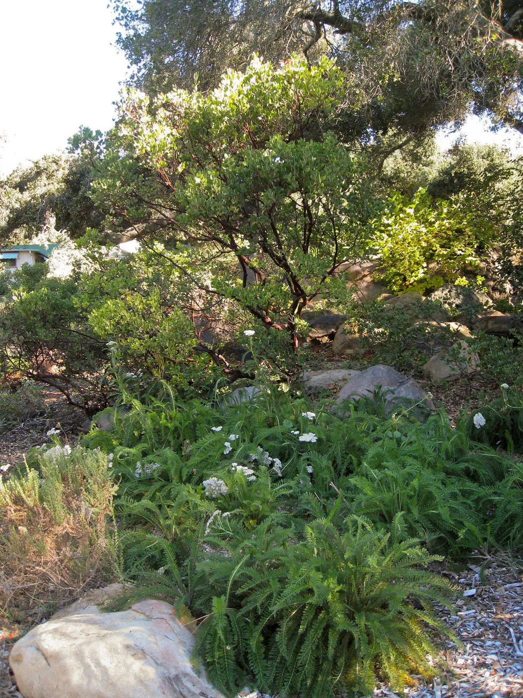 Manzanita section, Achillea and manzanita, SBBG