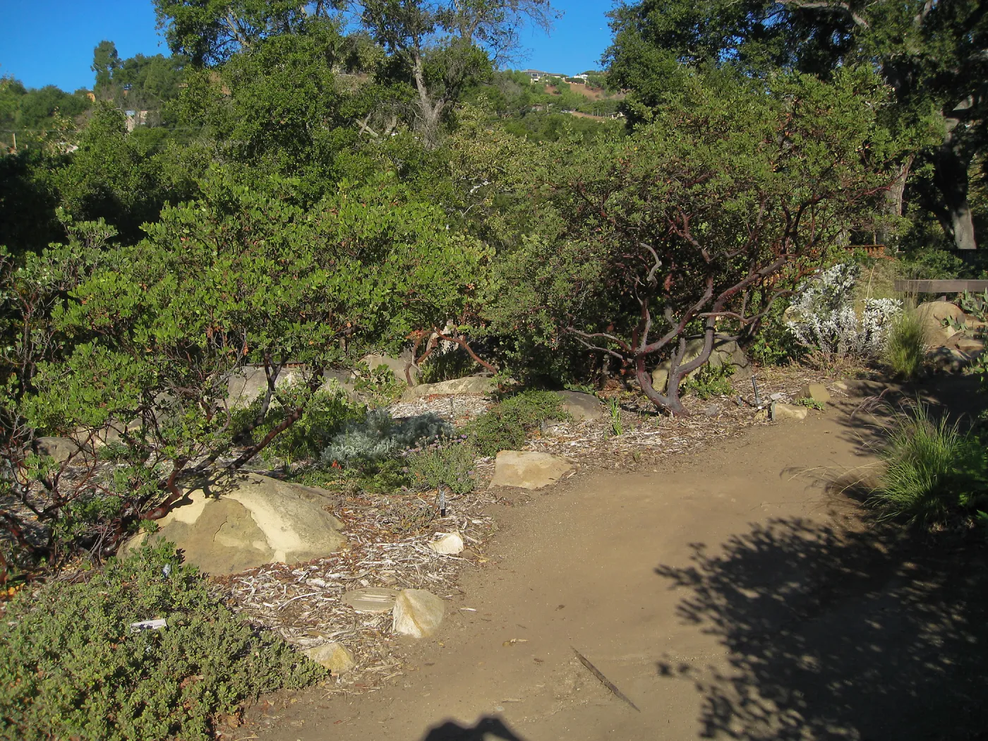 Manzanita section, SBBG