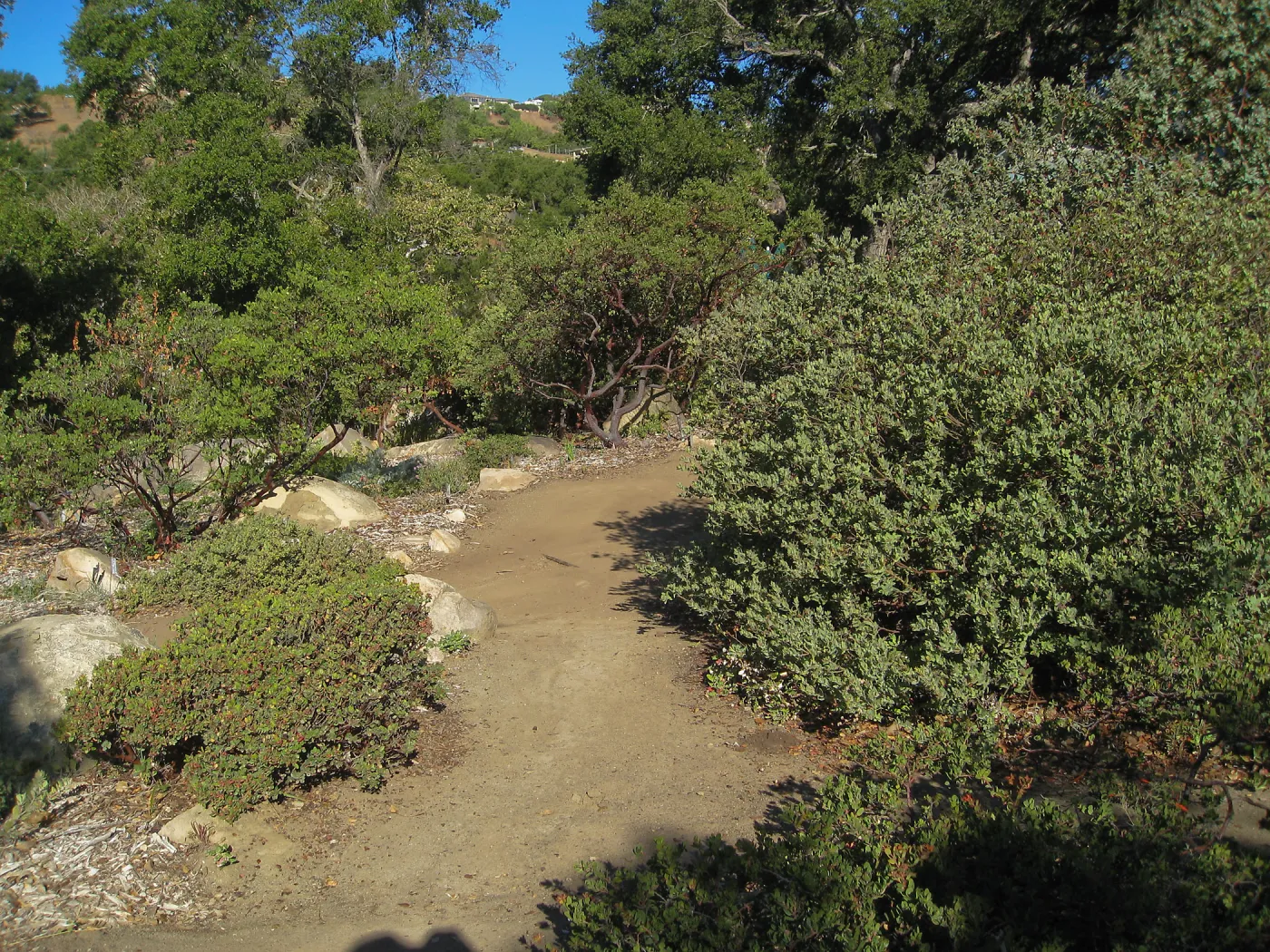 Manzanita section, SBBG