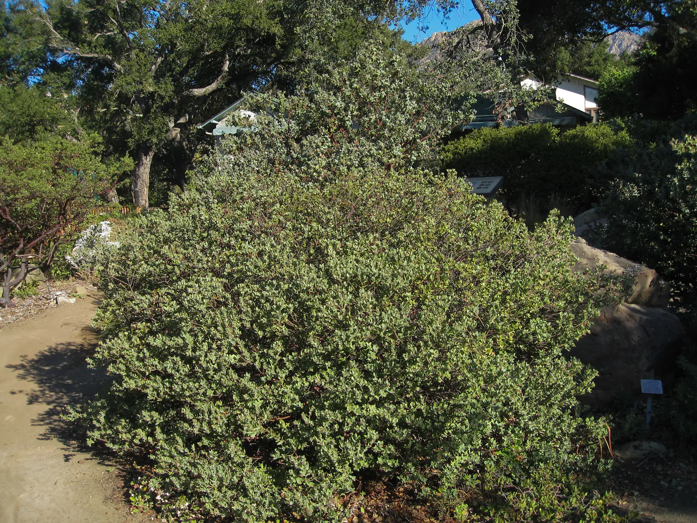 Manzanita section, SBBG