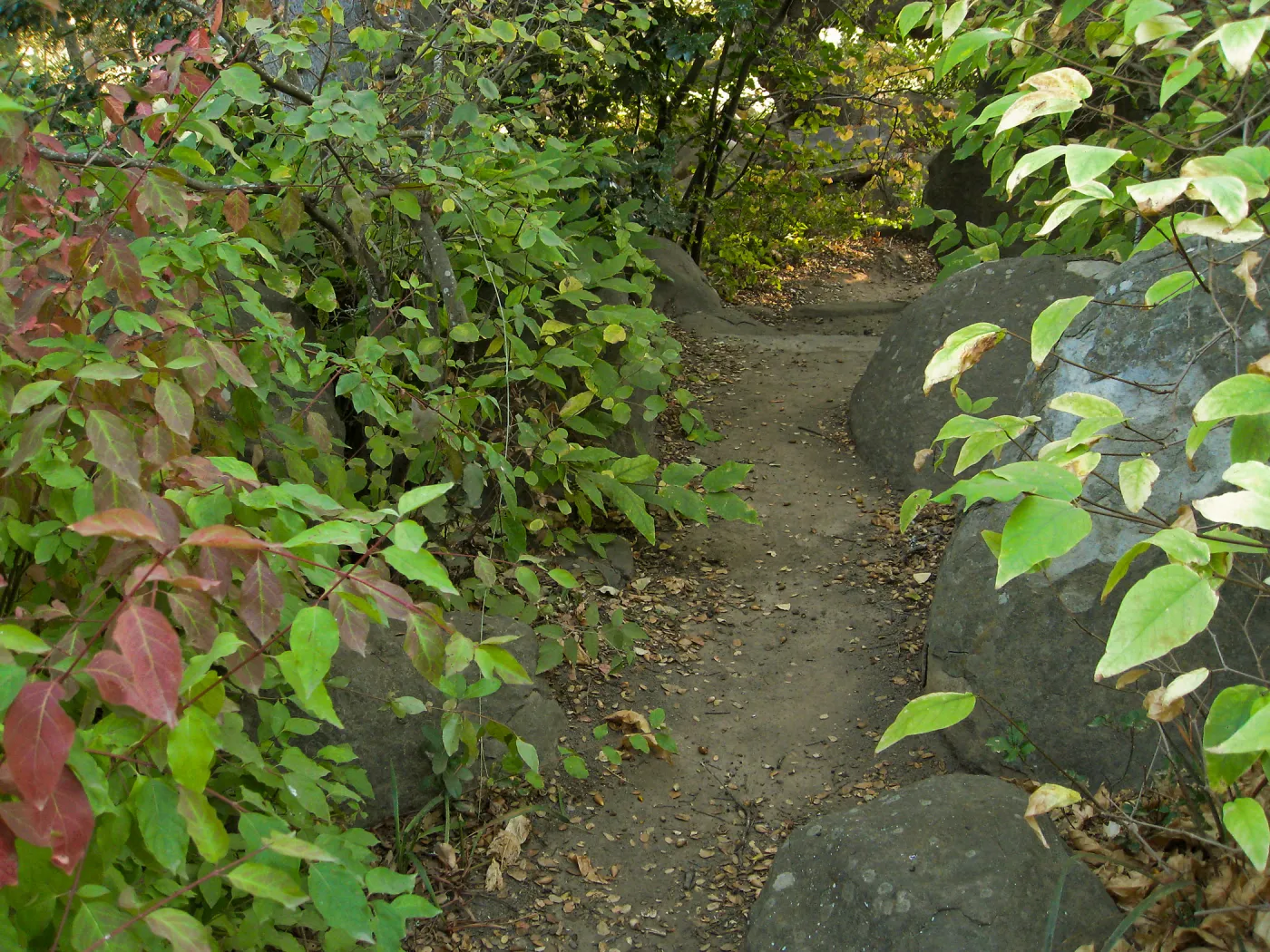 Manzanita section, SBBG