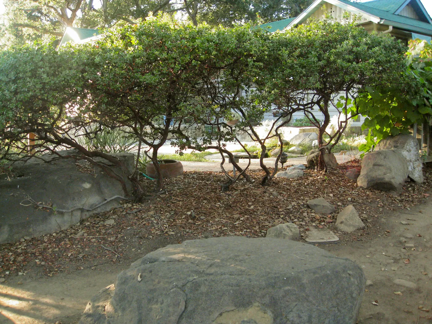 Manzanita section, Arctostaphylos Sunset hedge