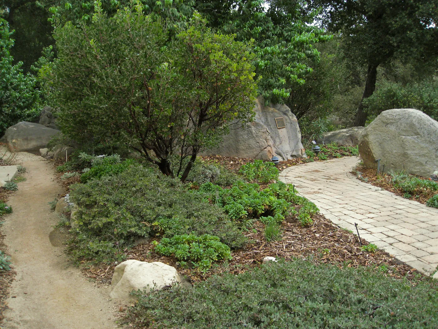 Home Demo Garden, Arctostaphylos Monica, Arcto Arroyo Cascade