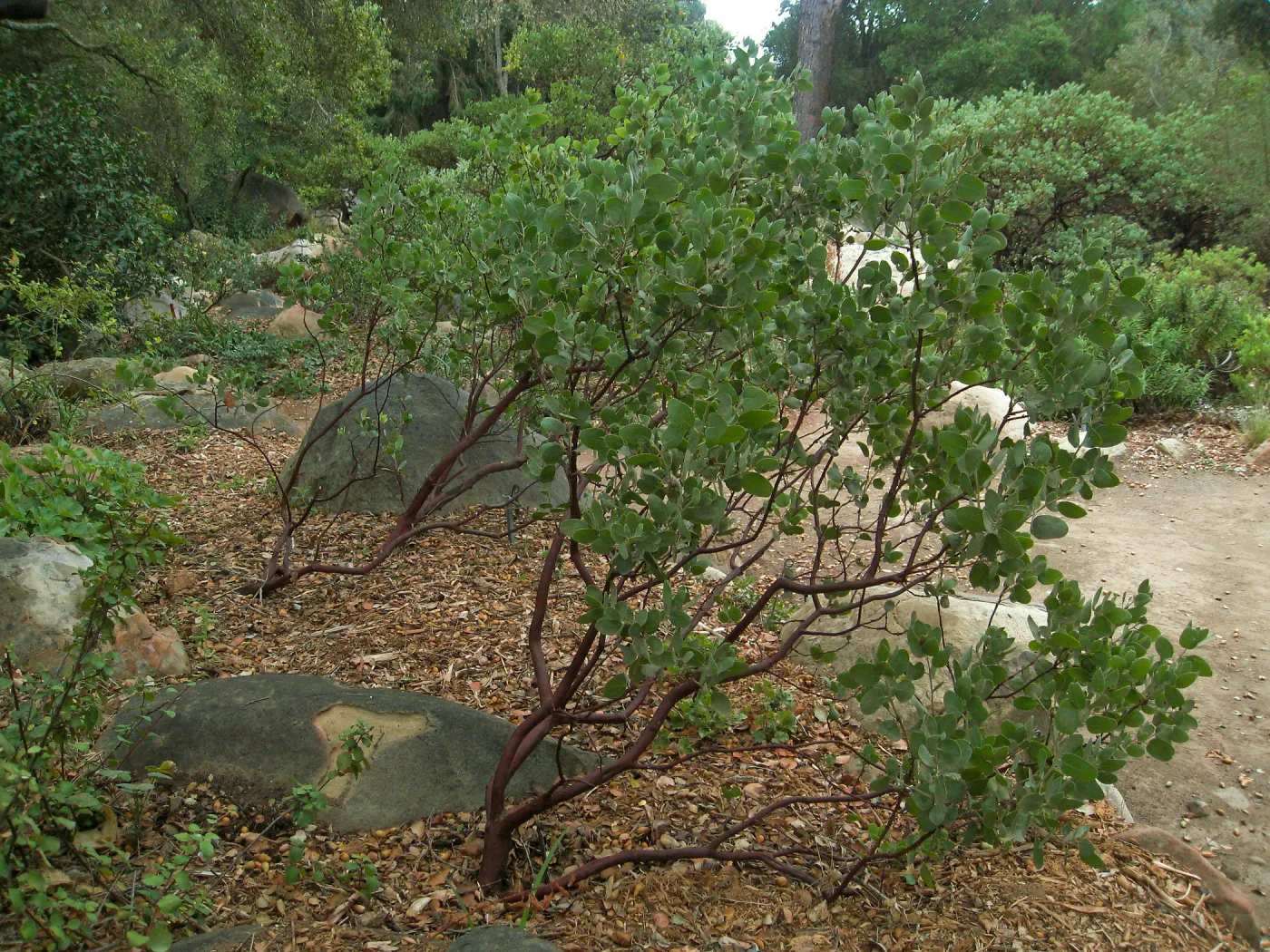 Home Demo Garden, SBGG