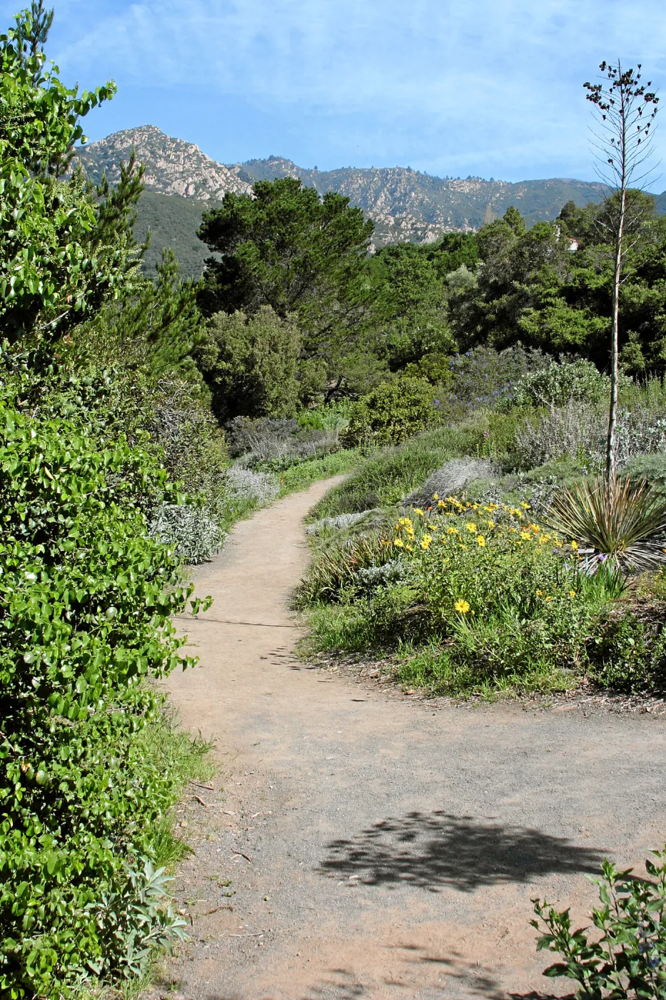 Porter Trail, Coreopsis border