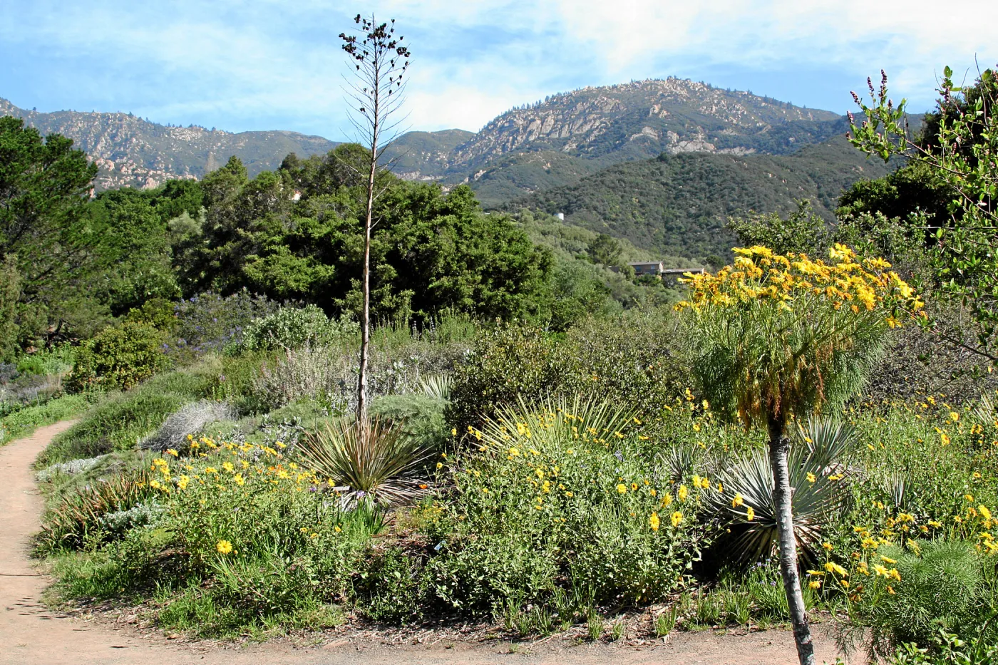 Porter Trail, Coreopsis Border North