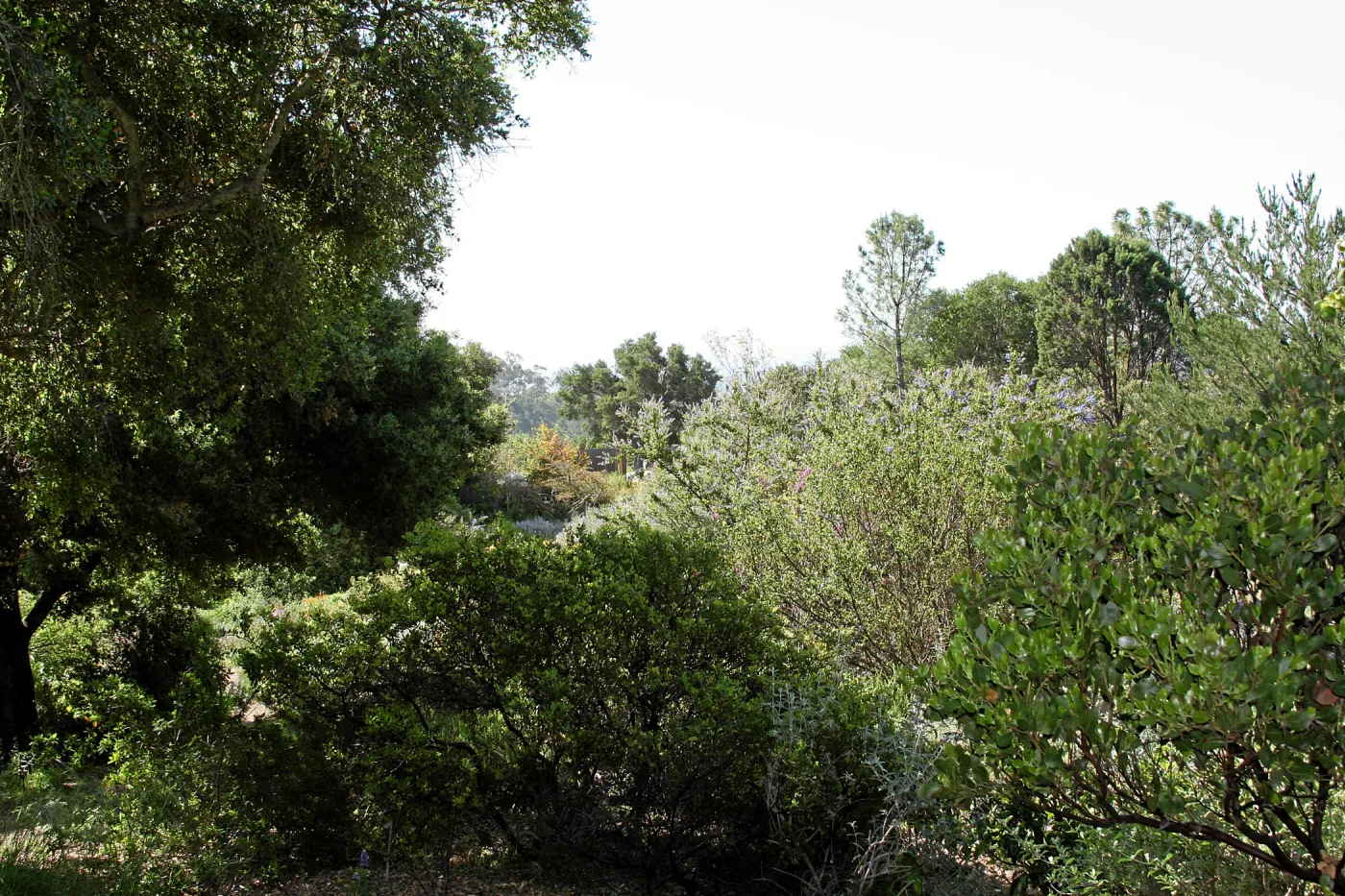 Porter Trail,view from Ada Wood bench, looking south