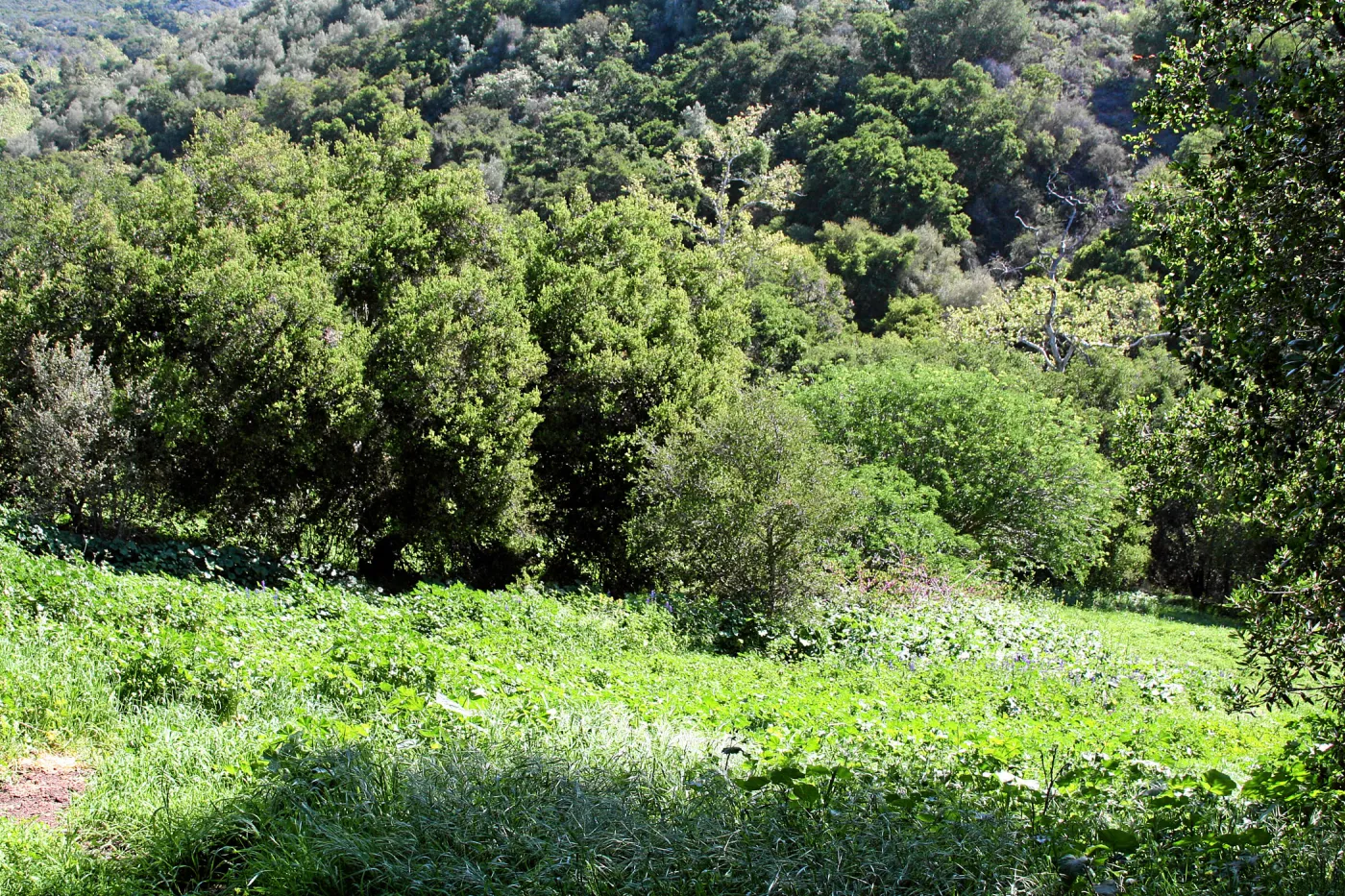 Porter Trail, North and east slope