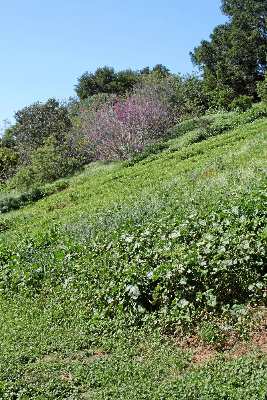 Porter Trail, East slope, lower path, northwest