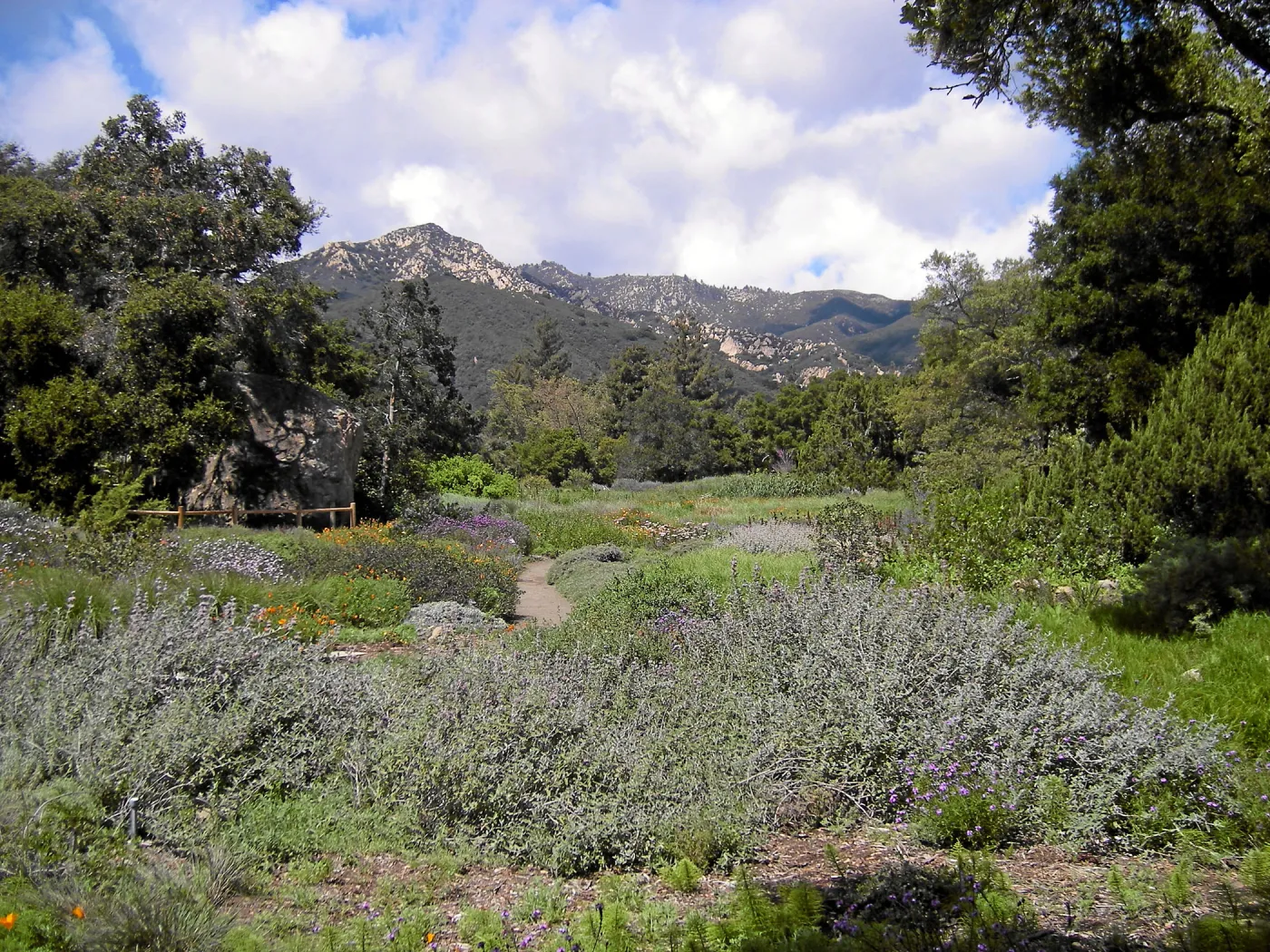 Meadow, looking north