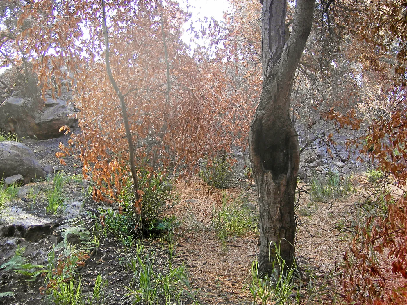 Fire damage in the Canyon. Stump sprouts
