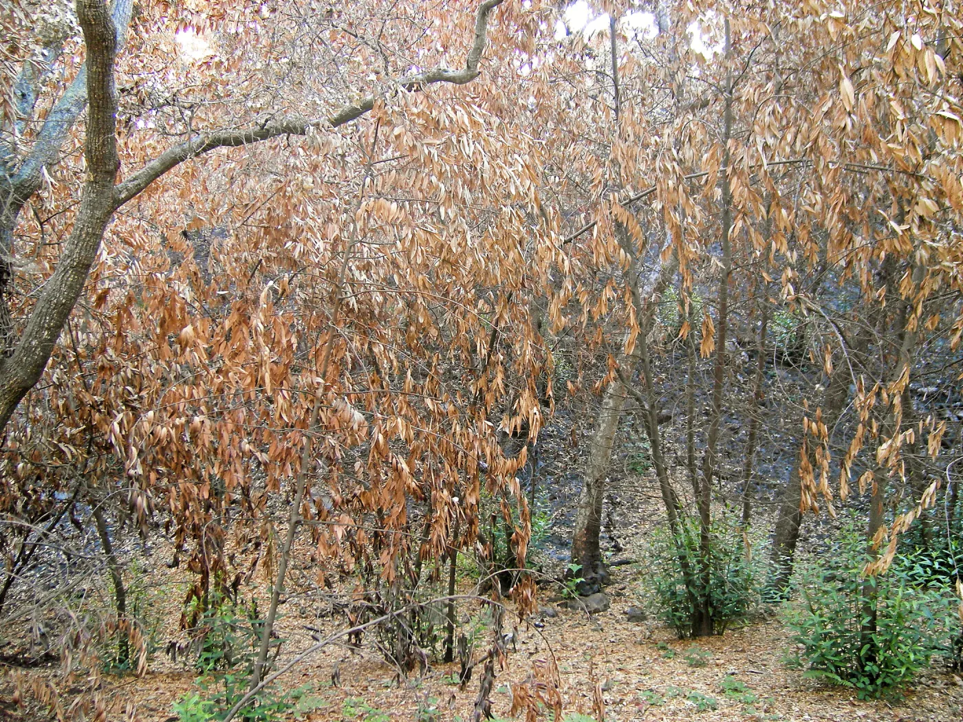 Fire damage in the Canyon. Stump sprouts