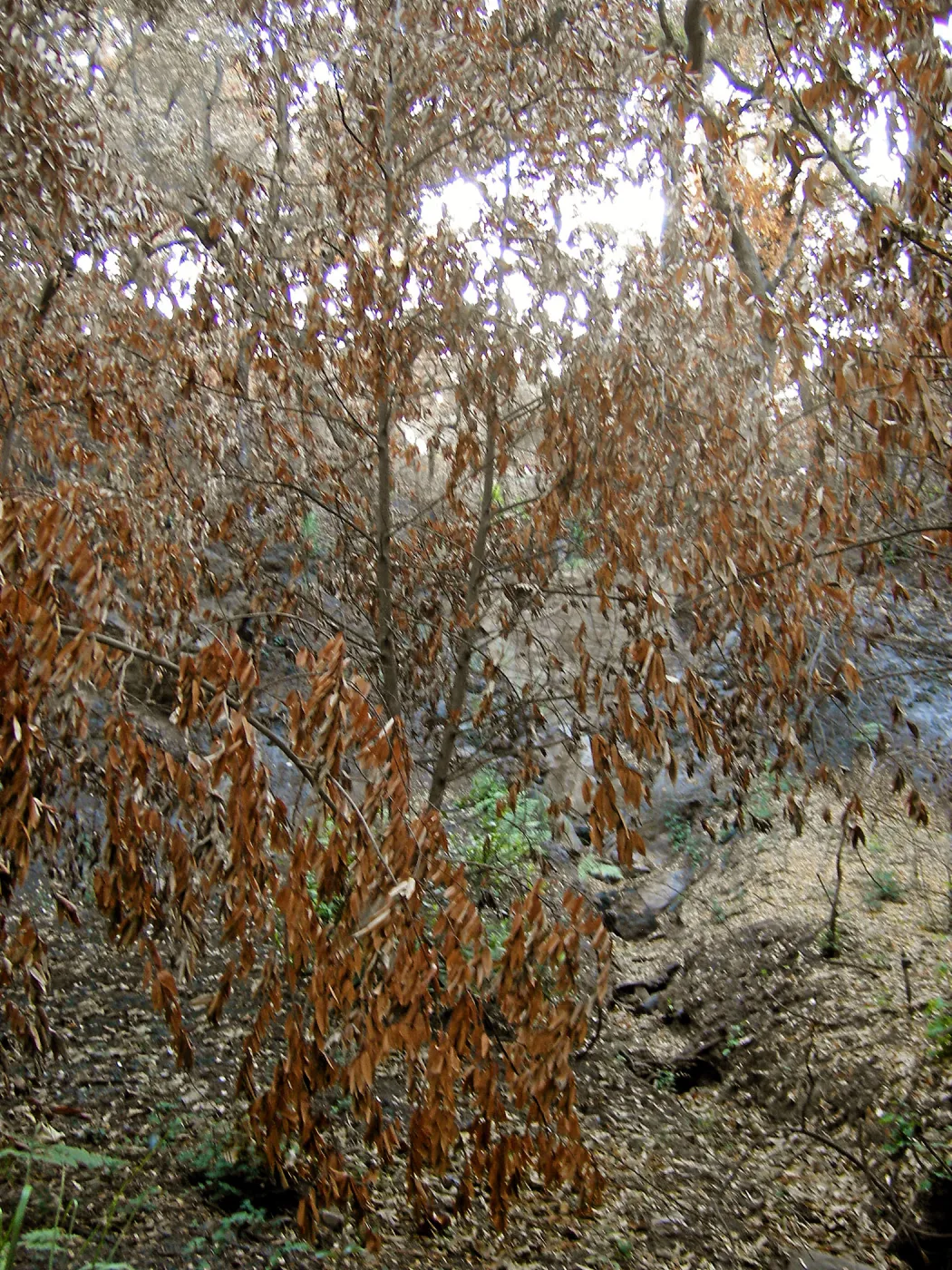 Fire damage in the Canyon. Stump sprouts