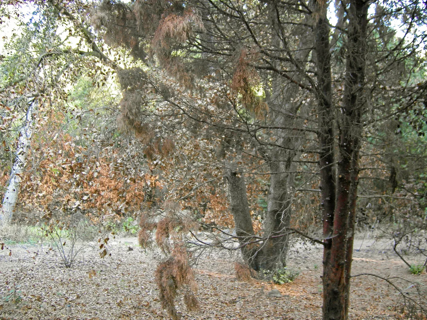 Fire damage in the Canyon. Stump sprouts