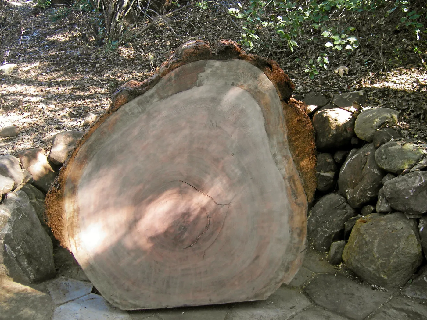 Redwood log in Arroyo Section