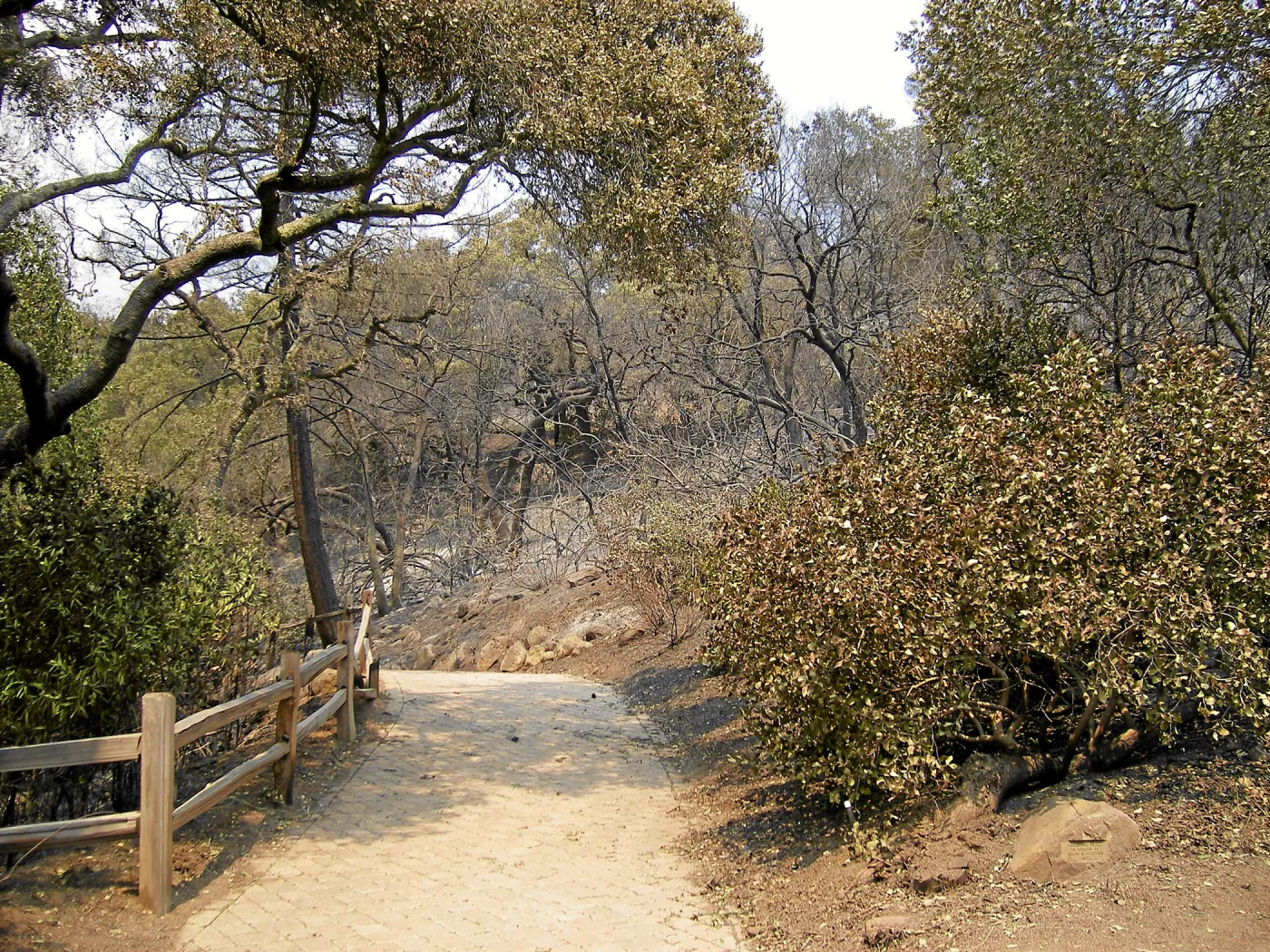Jesusita Fire, top of the Woodland Trail