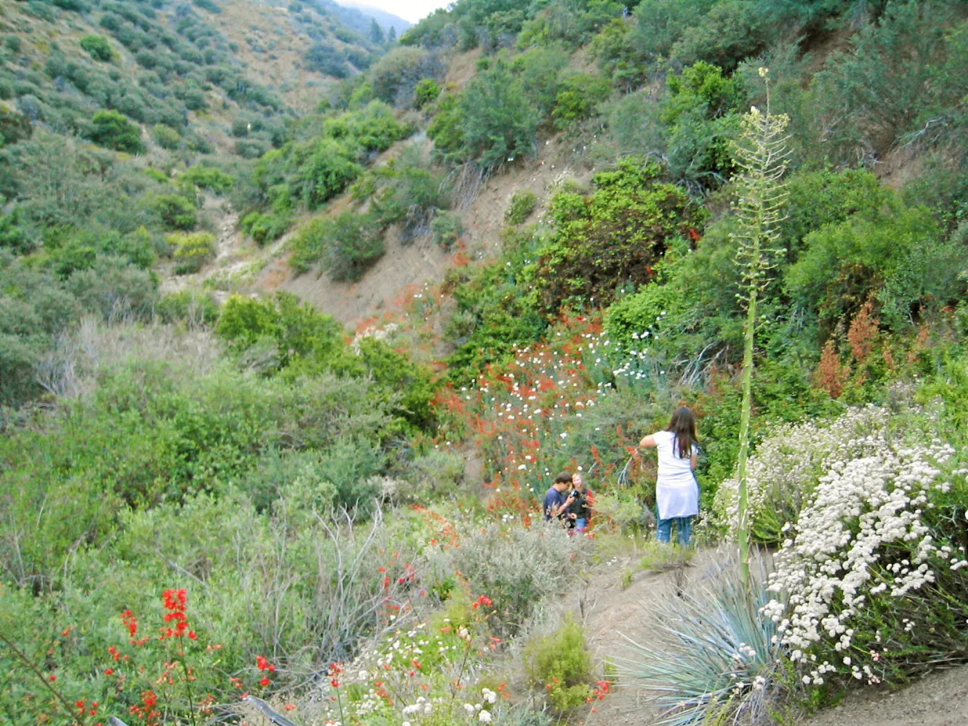 Wildflowers along HWY 33