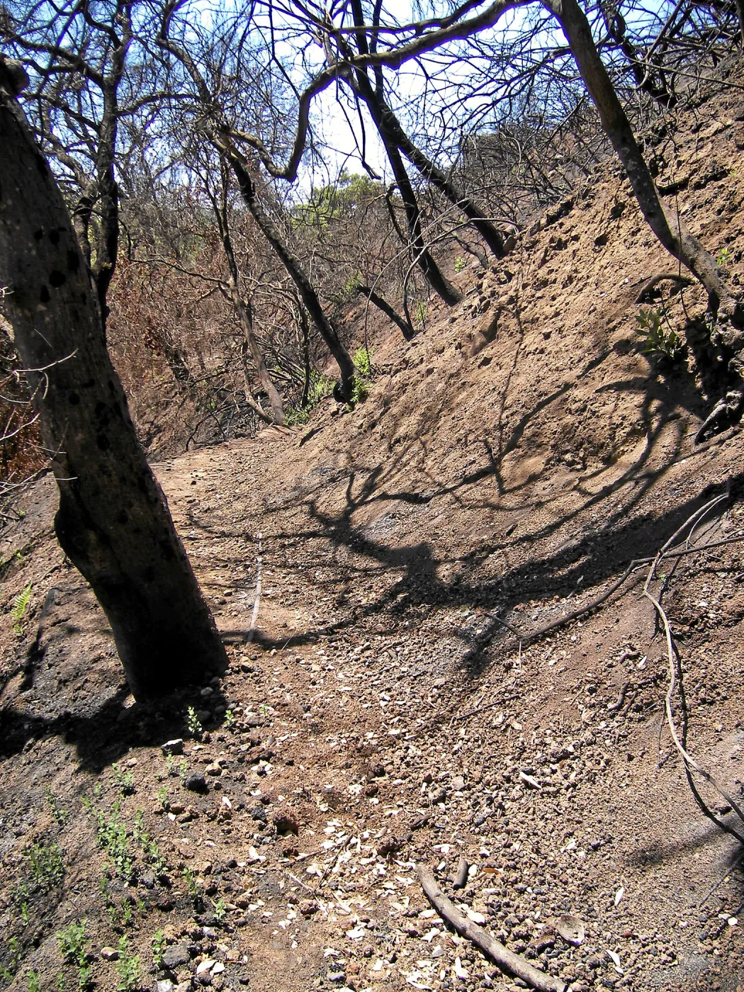 Erosion on the Pritchett Trail post Jesusita Fire