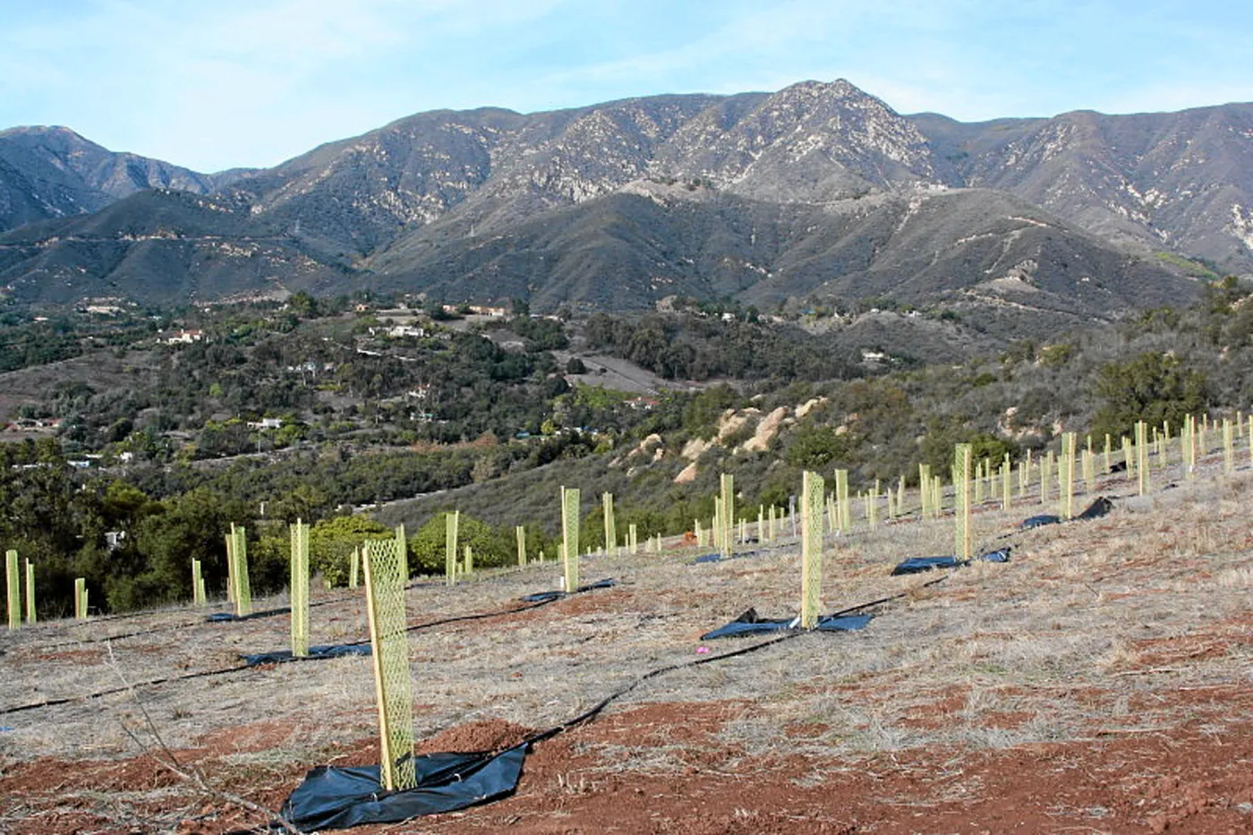 Torrey Pine planting at Hayhill property