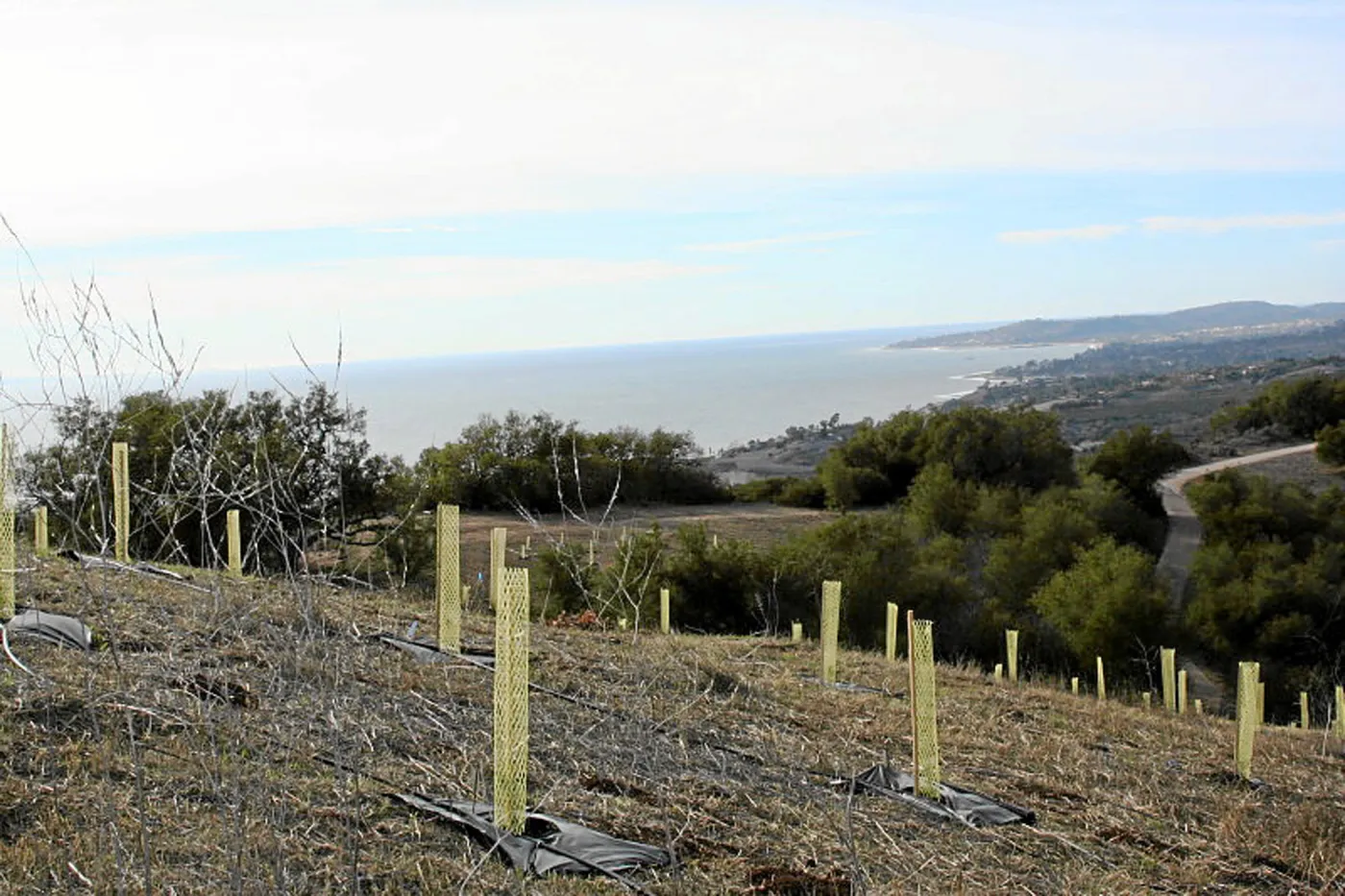 Torrey Pine planting at Hayhill property