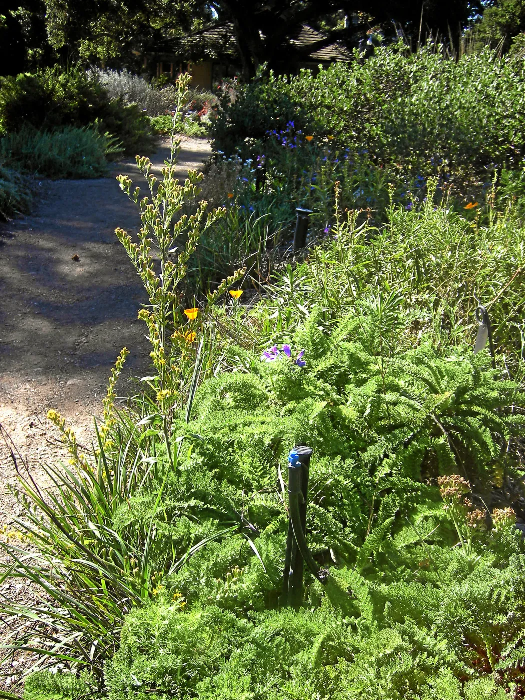 Irrigation press pictures