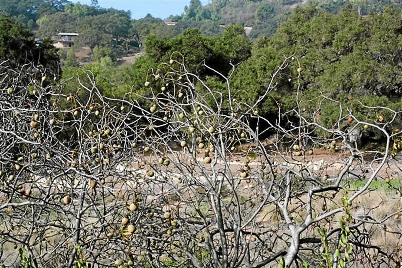 Meadow Terrace, west view from parking lot