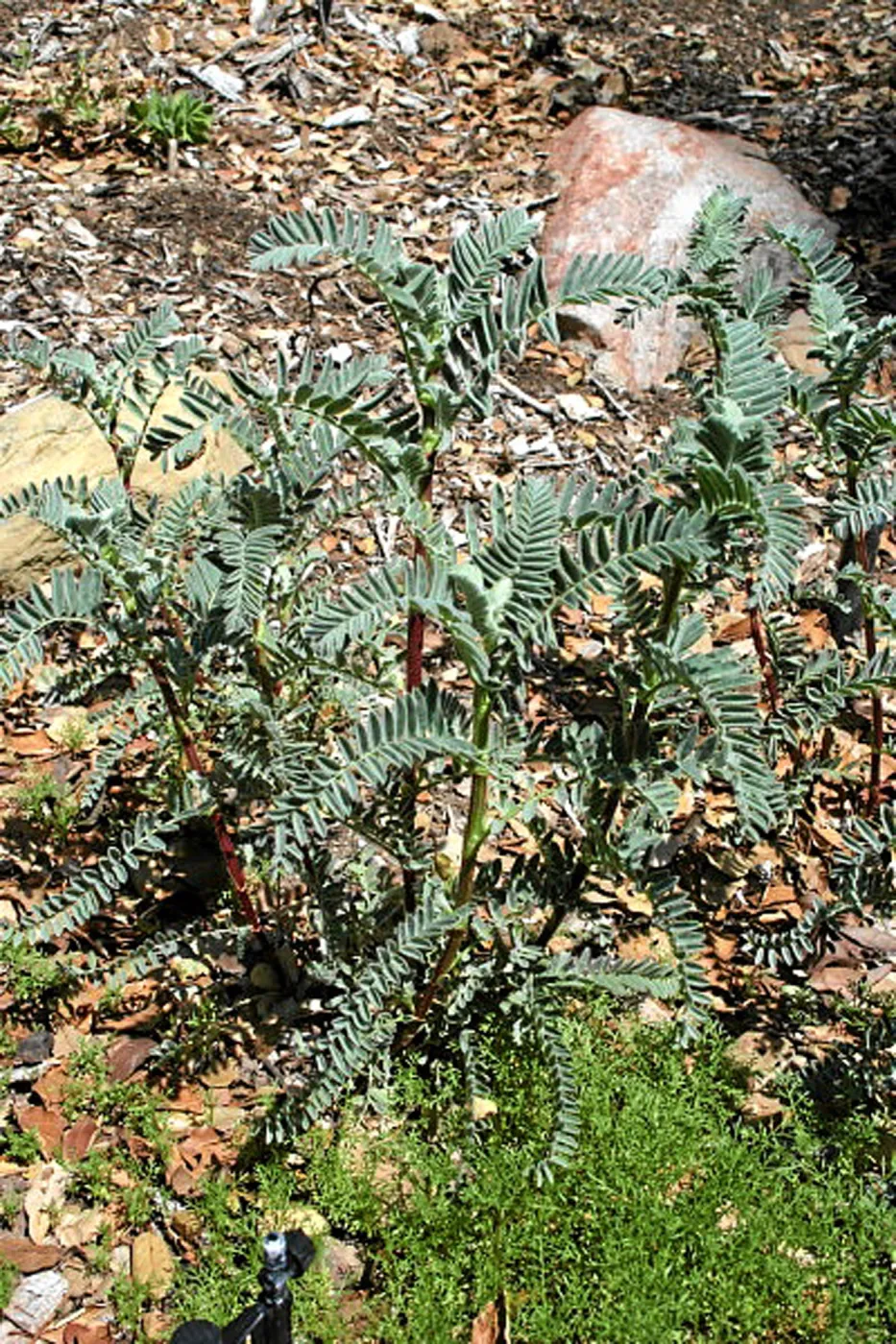 Ventura marsh milkvetch growing at SBBG, Conservation display garden