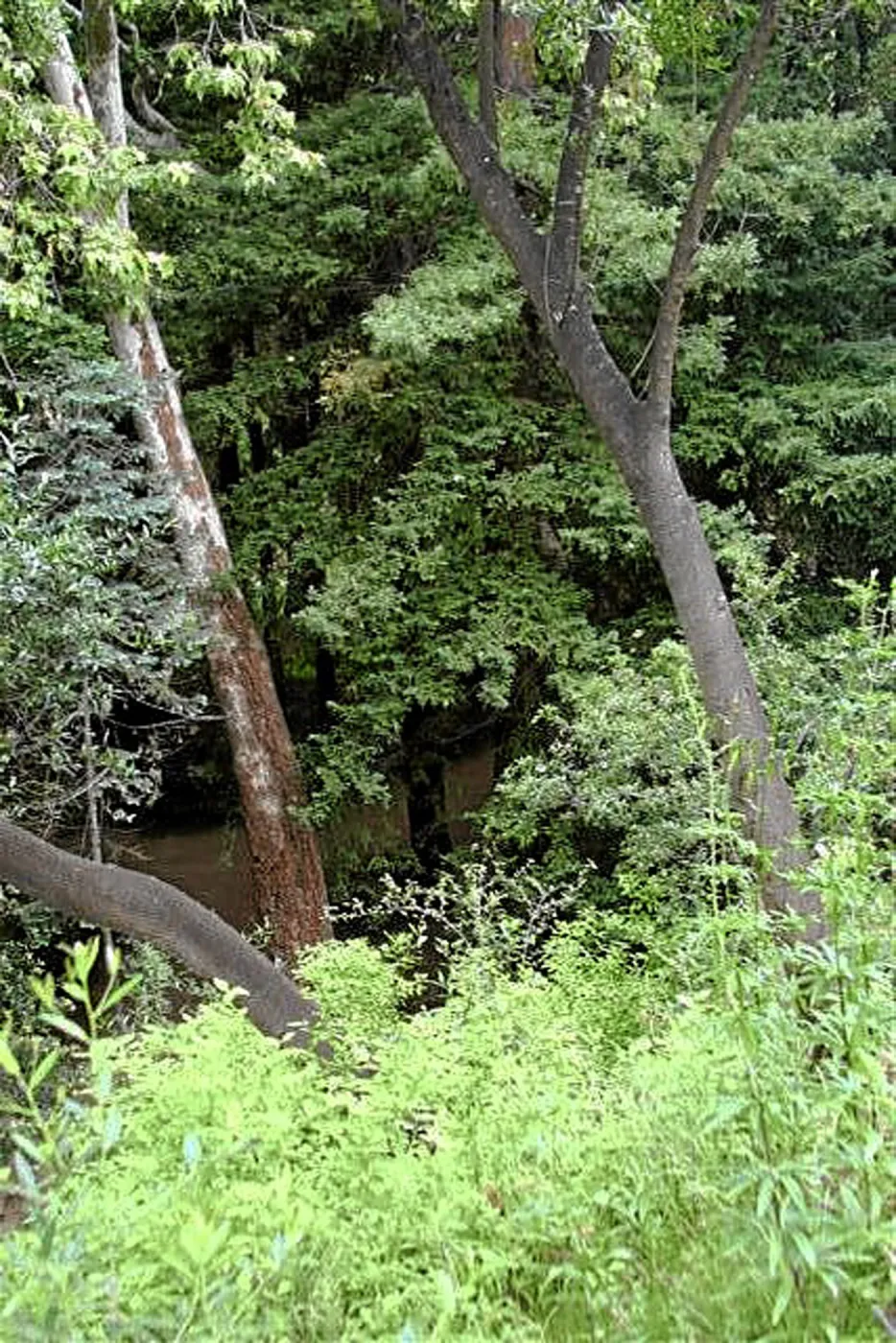 Fog dripline in the Redwood section