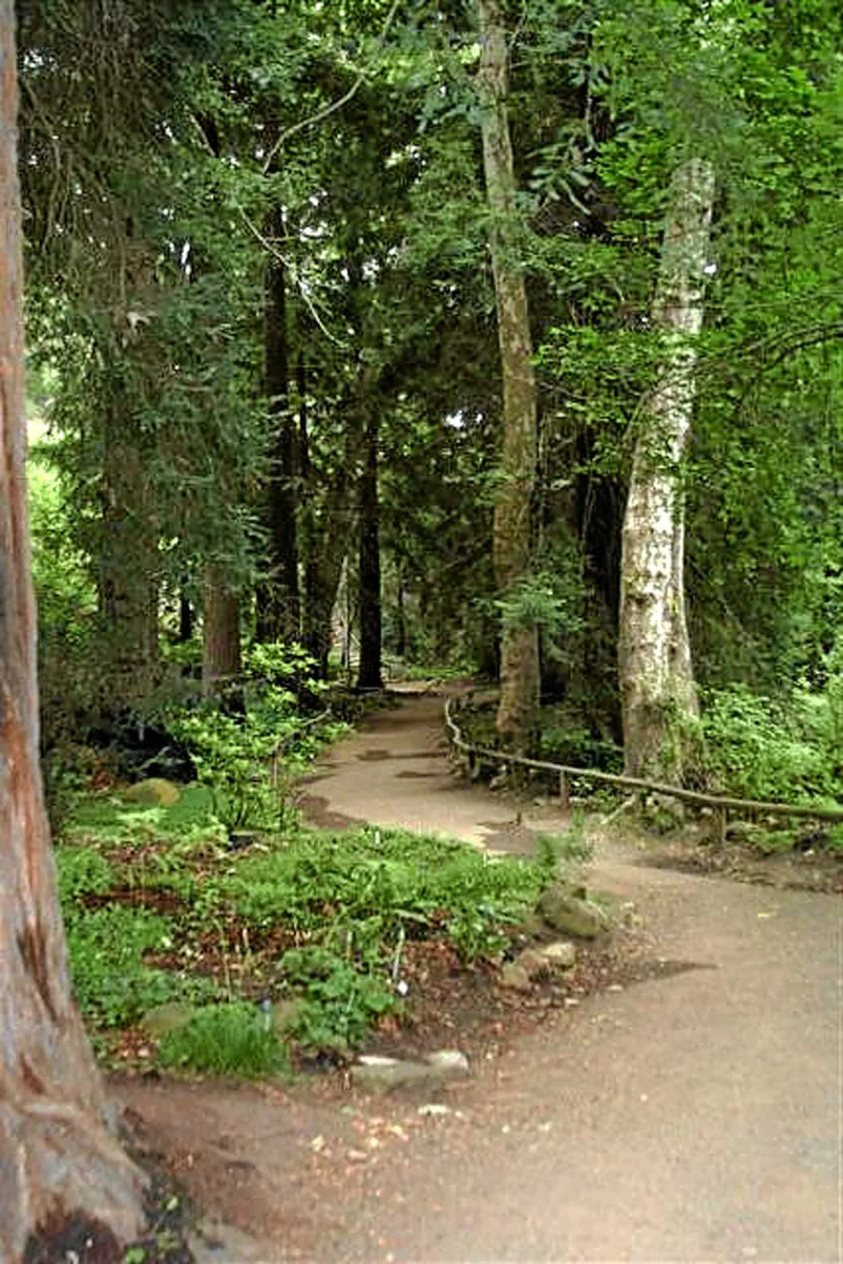Fog dripline in the Redwood section