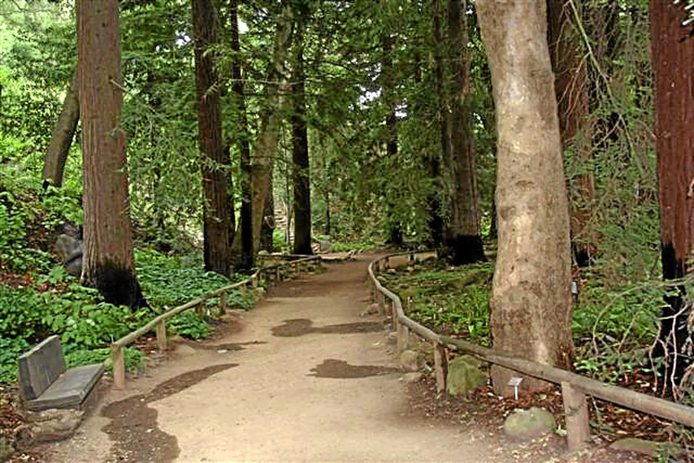 Fog dripline in the Redwood section