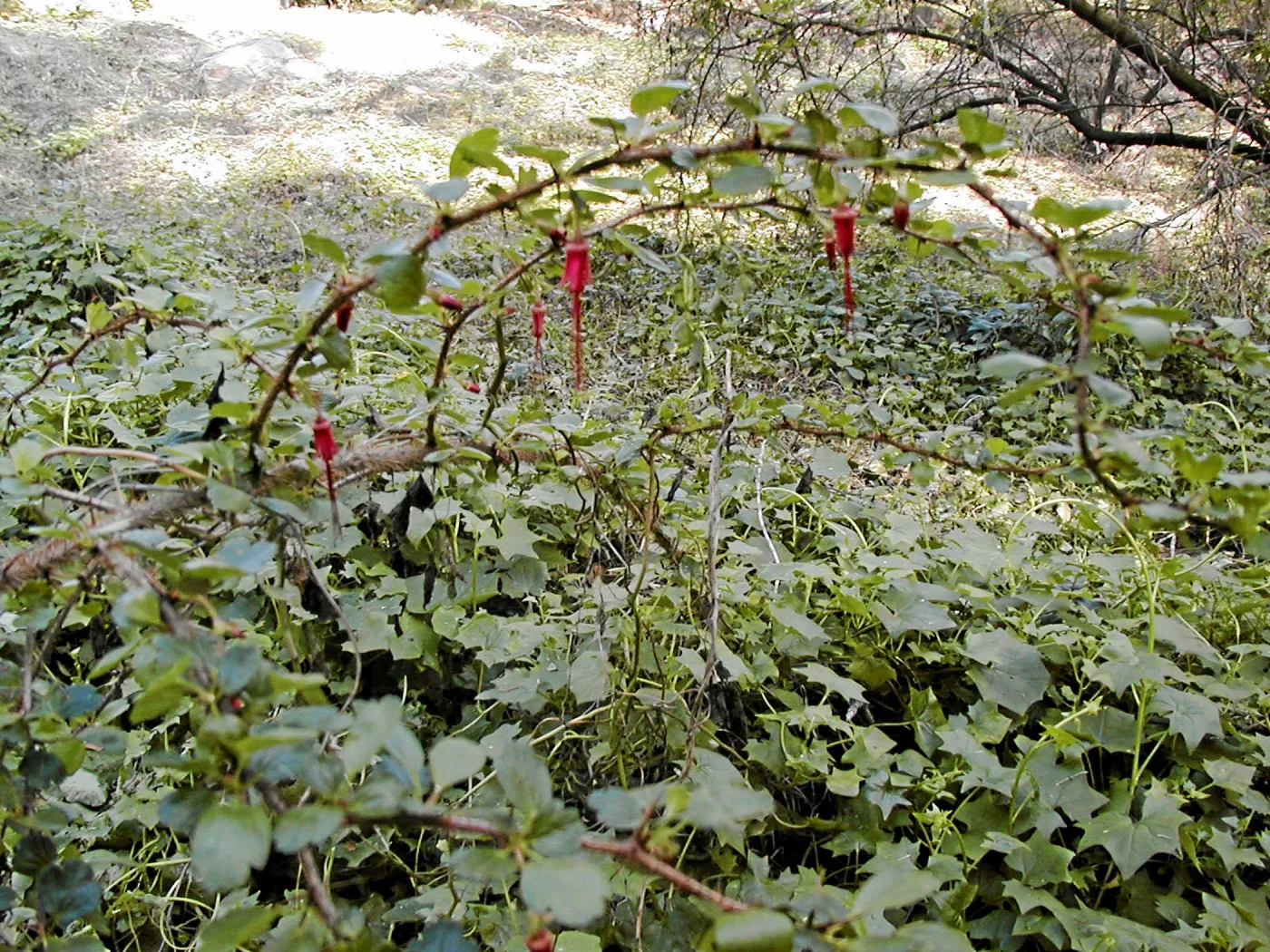 Gooseberry in cape weed,Hayhill, Toro Canyon