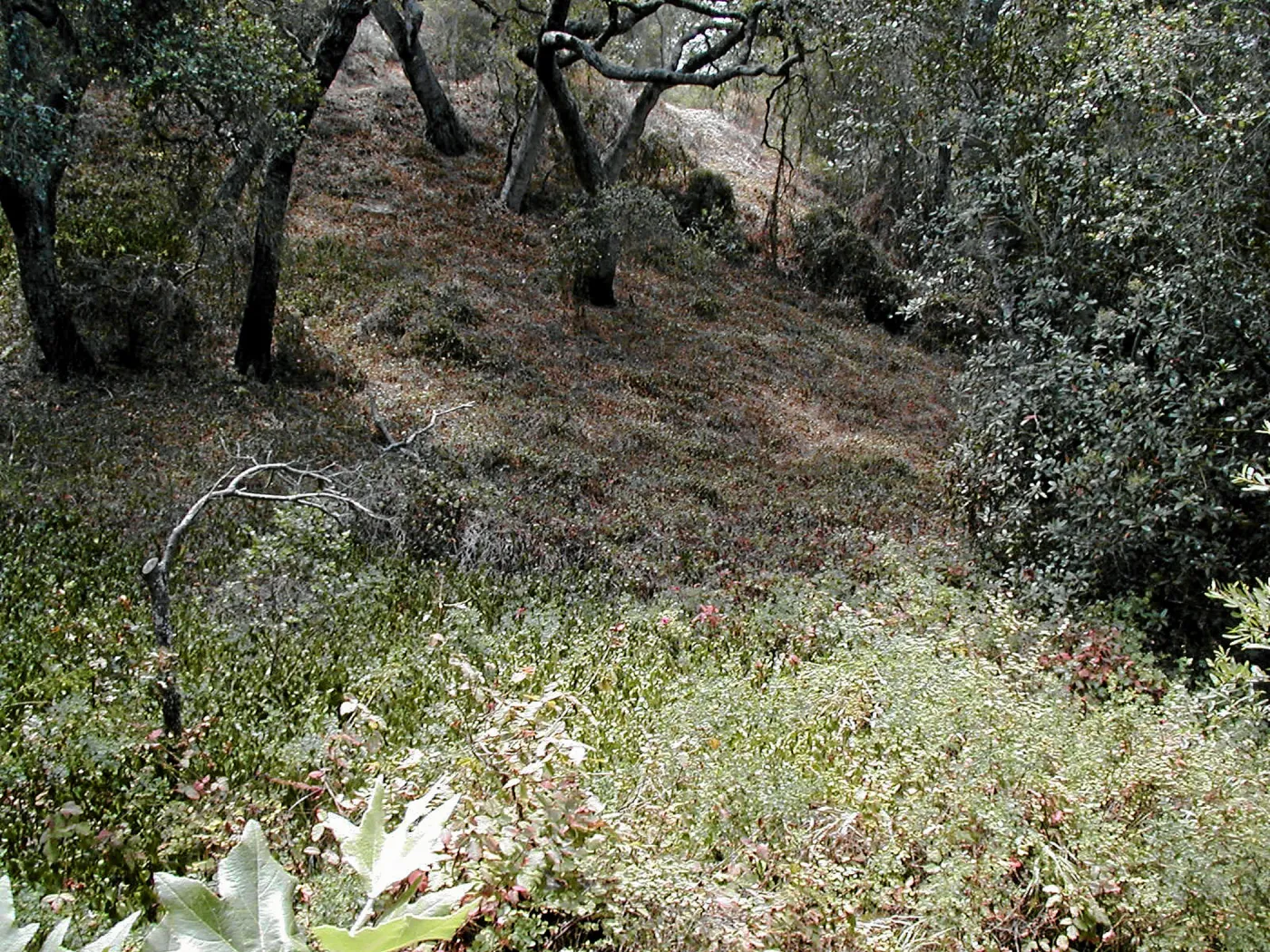 Hayhill, Toro Canyon, Fall