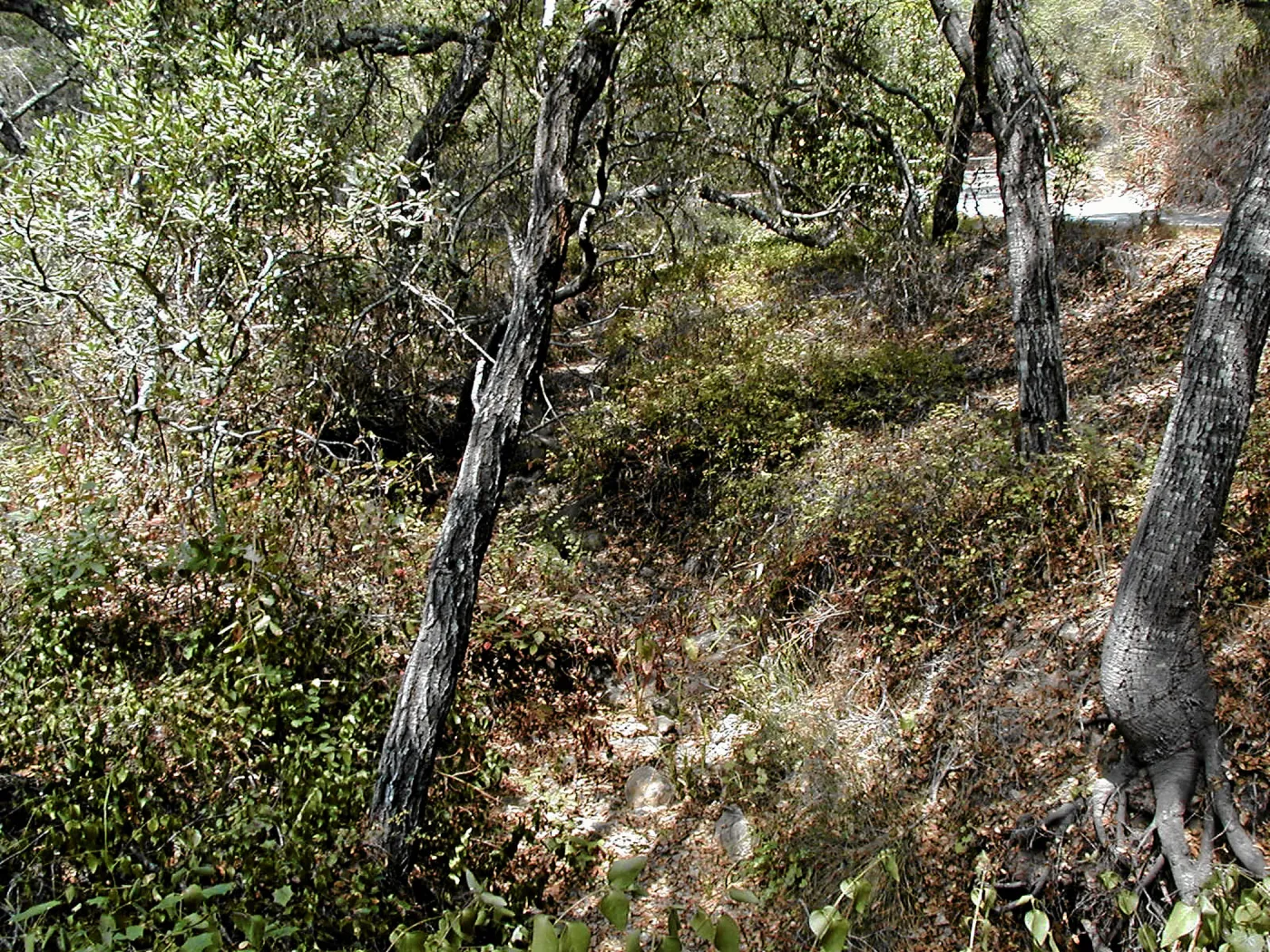 Hayhill, Toro Canyon, Fall