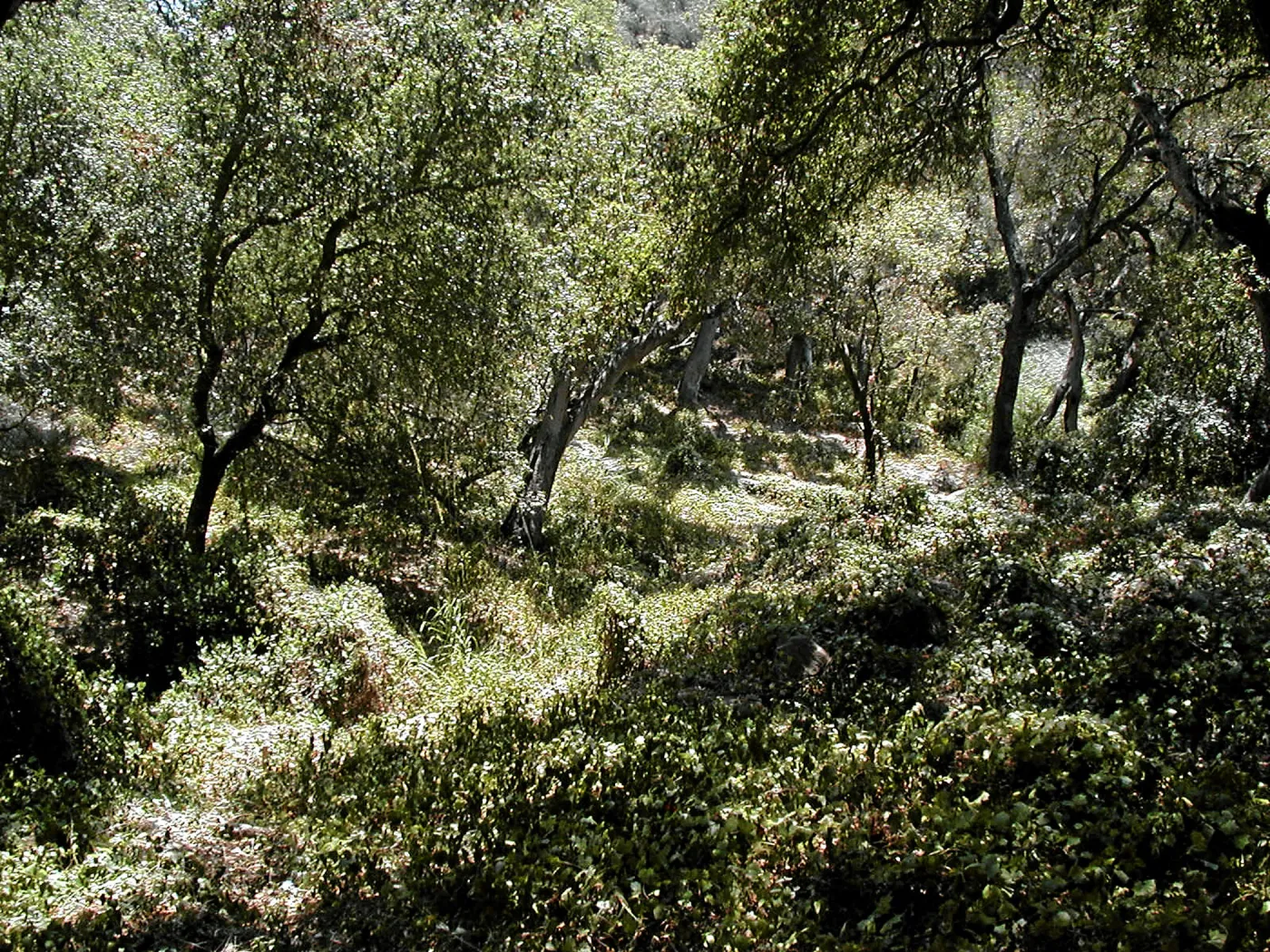 Toro canyon, summer
