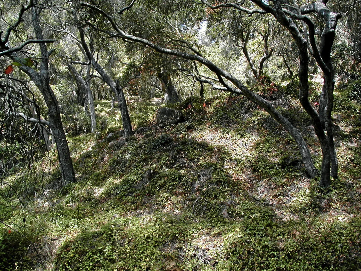 Toro canyon, summer