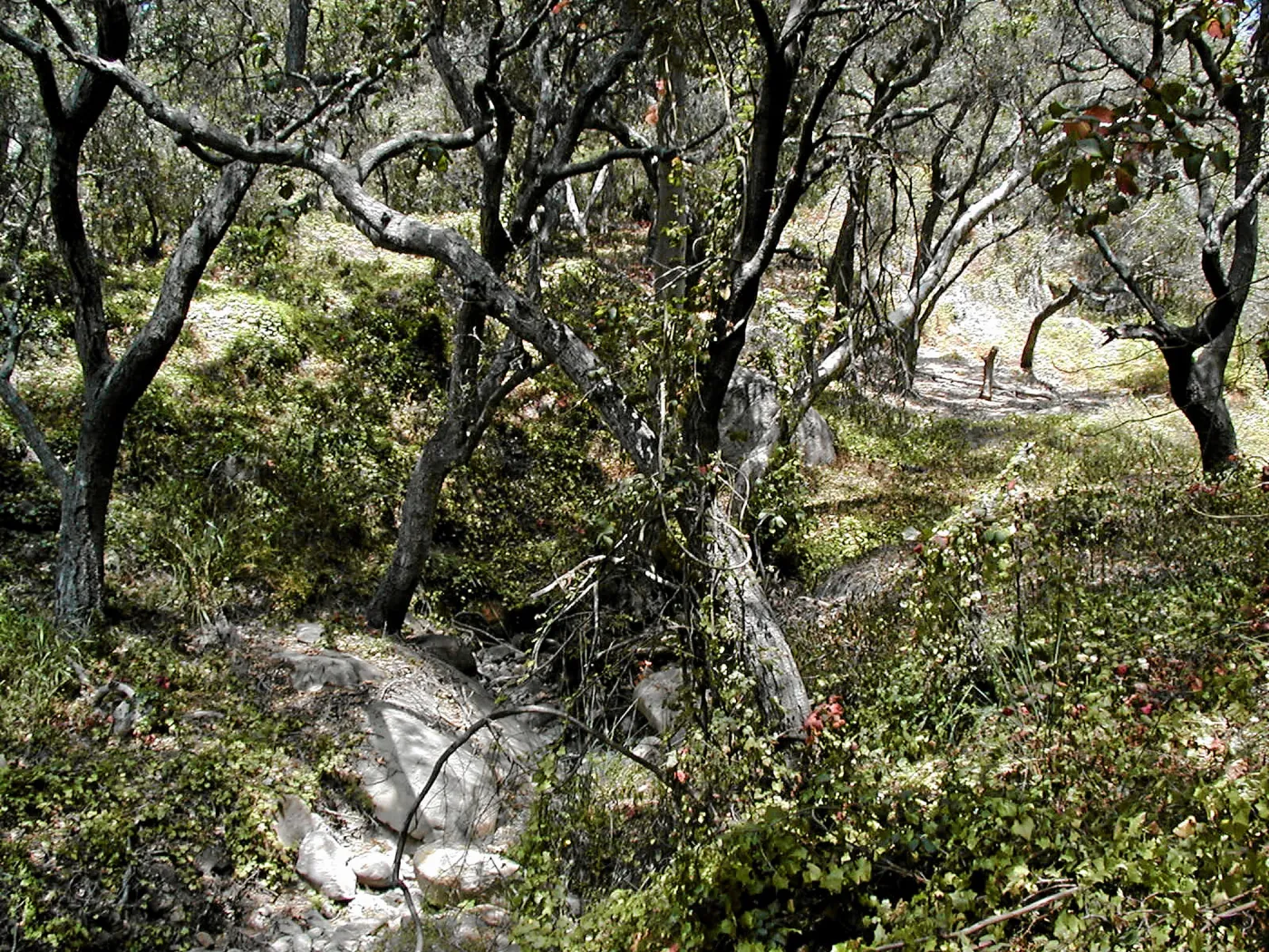 Toro canyon, summer