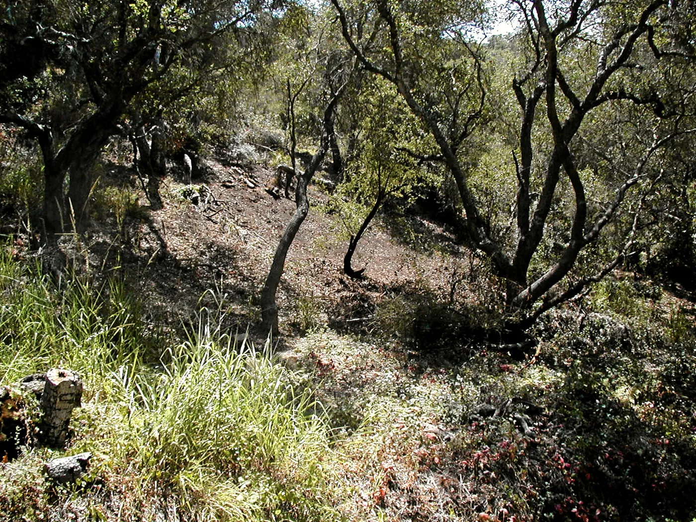 Toro canyon, summer