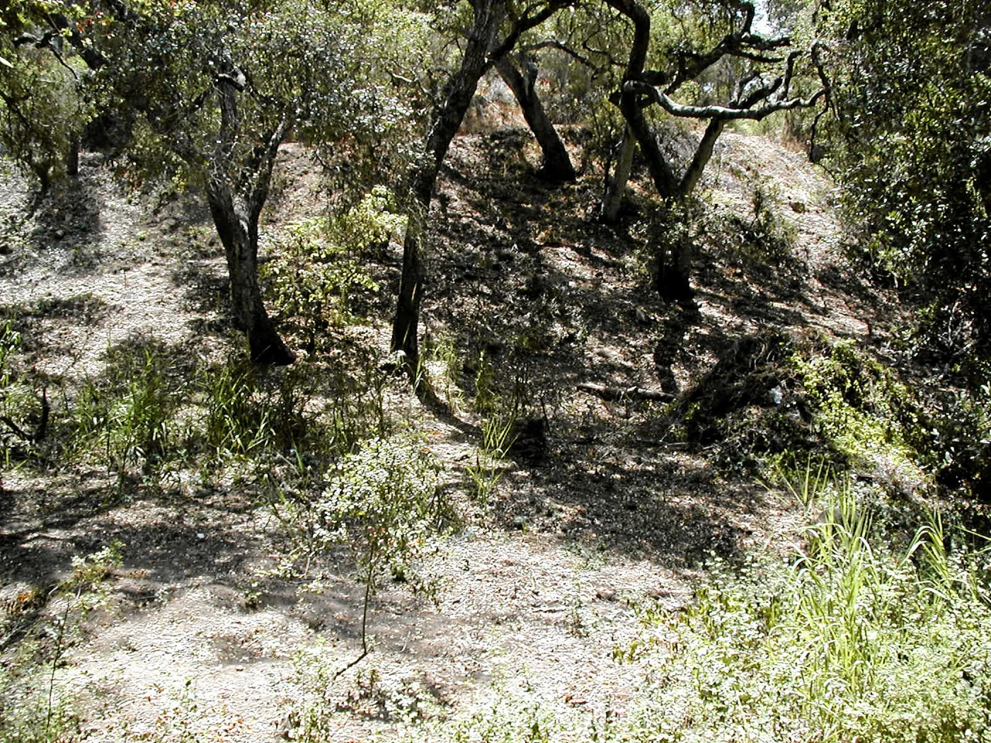 Toro canyon, summer