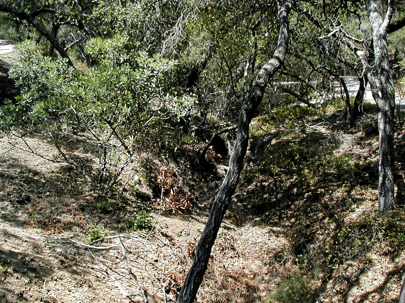 Toro canyon, summer