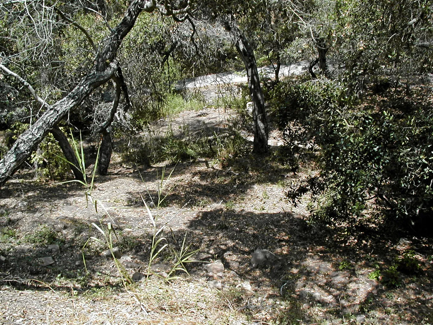Toro canyon, summer