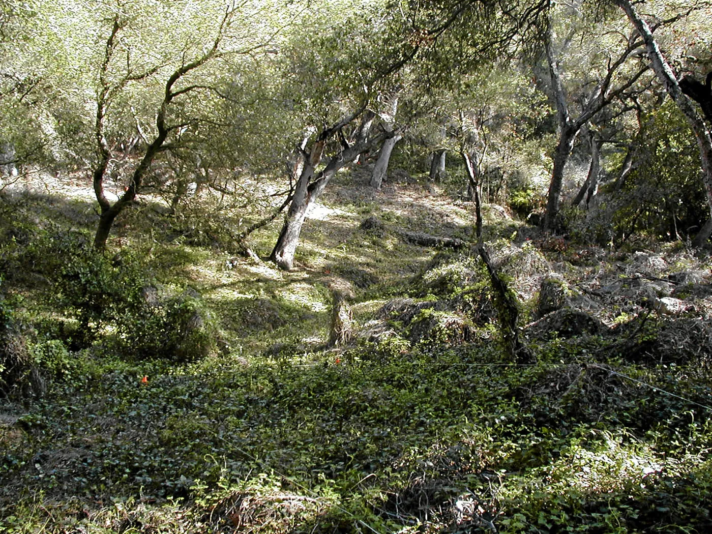 Toro canyon, winter