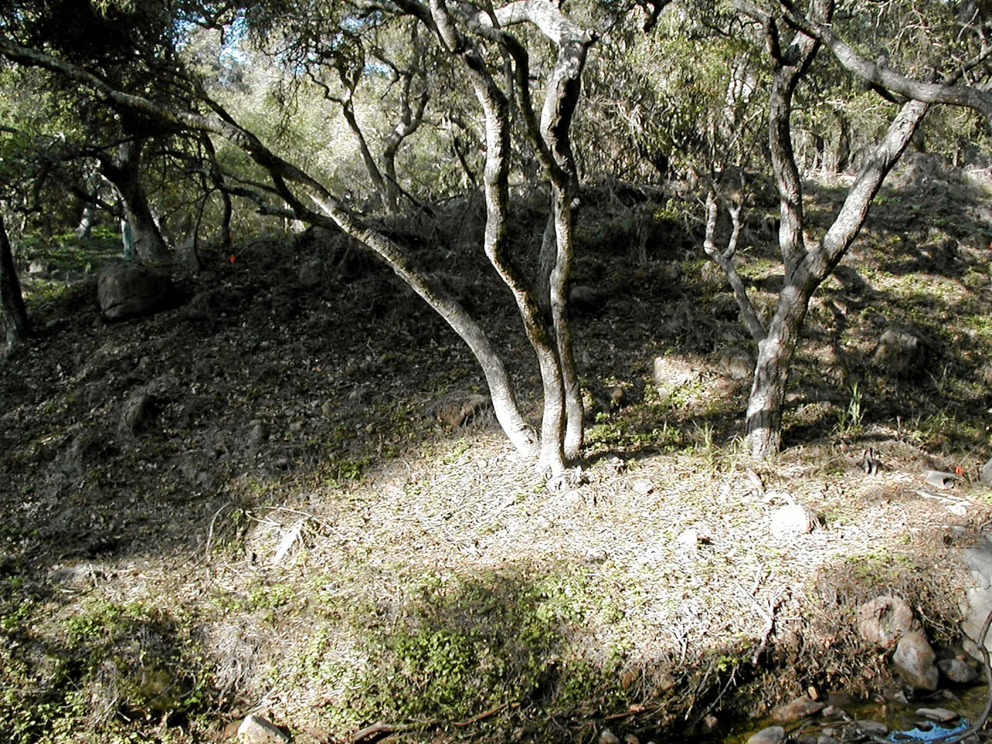 Toro canyon, winter
